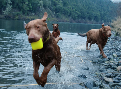 Tough dog toys that float NZ