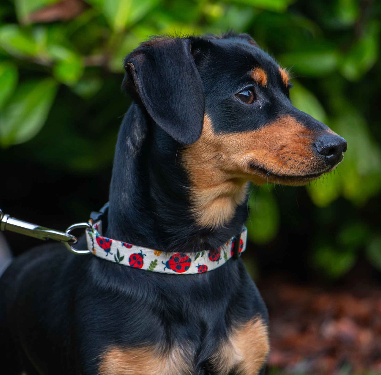 Small dog collar NZ