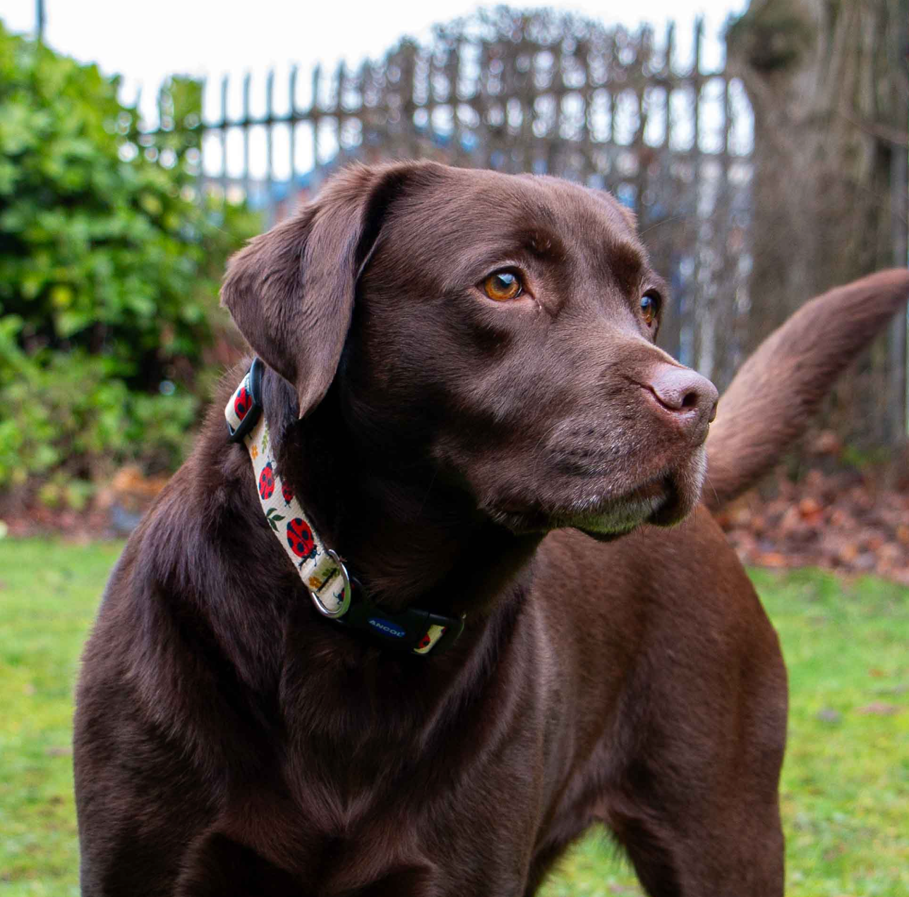 Large dog collar NZ