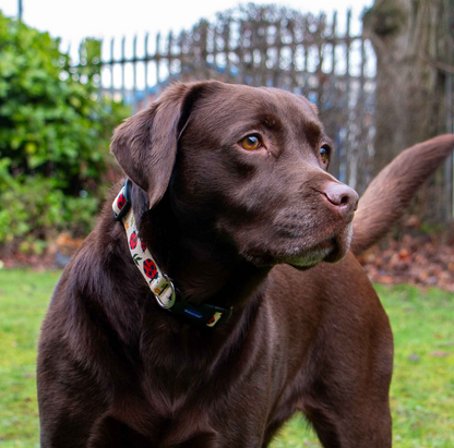 Large dog collar NZ