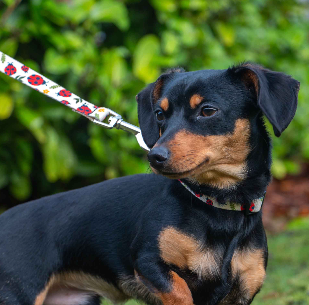Eco dog collar and lead NZ