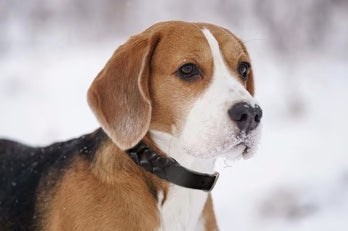 Beagle wearing the leather Braided Dog Collar Black.