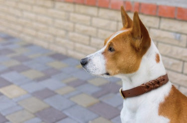 Dog wearing the braided collar brown.