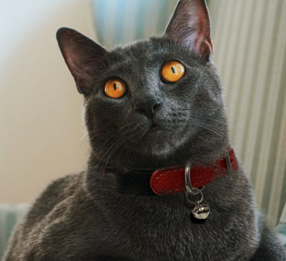 Cat wearing an Angel Leather Cat collar Red New Zealand