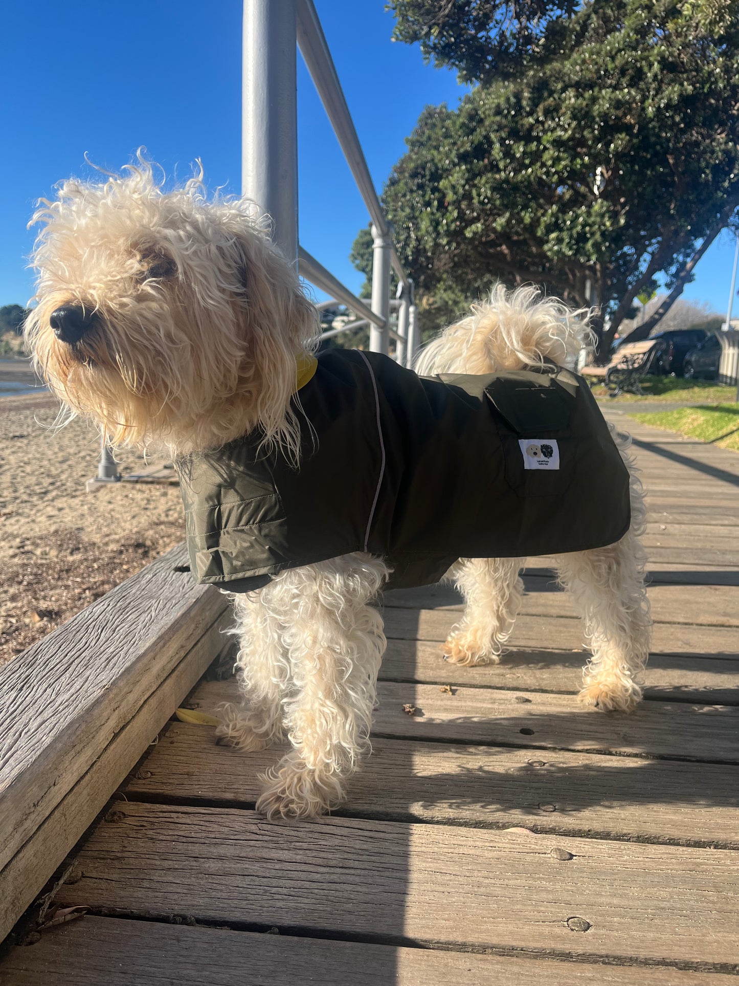 Dog raincoat NZ