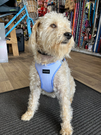 Mac wearing size large Louis and Phoebe Candy Striped dog harness.