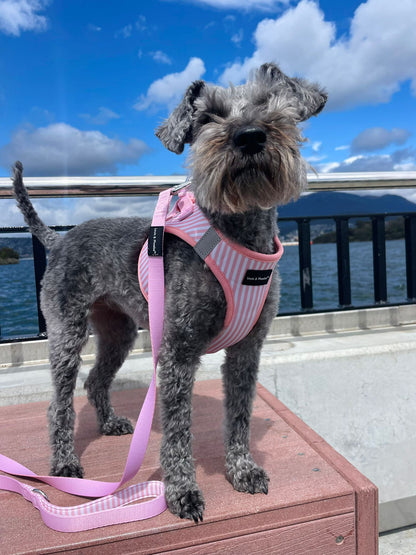 Schnauzer wearing size large of the Louis and Phoebe Candy Stripe Pink harness.