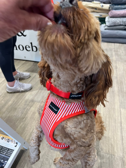 Dog wearing size medium of the Red Candy Striped Step-in harness.