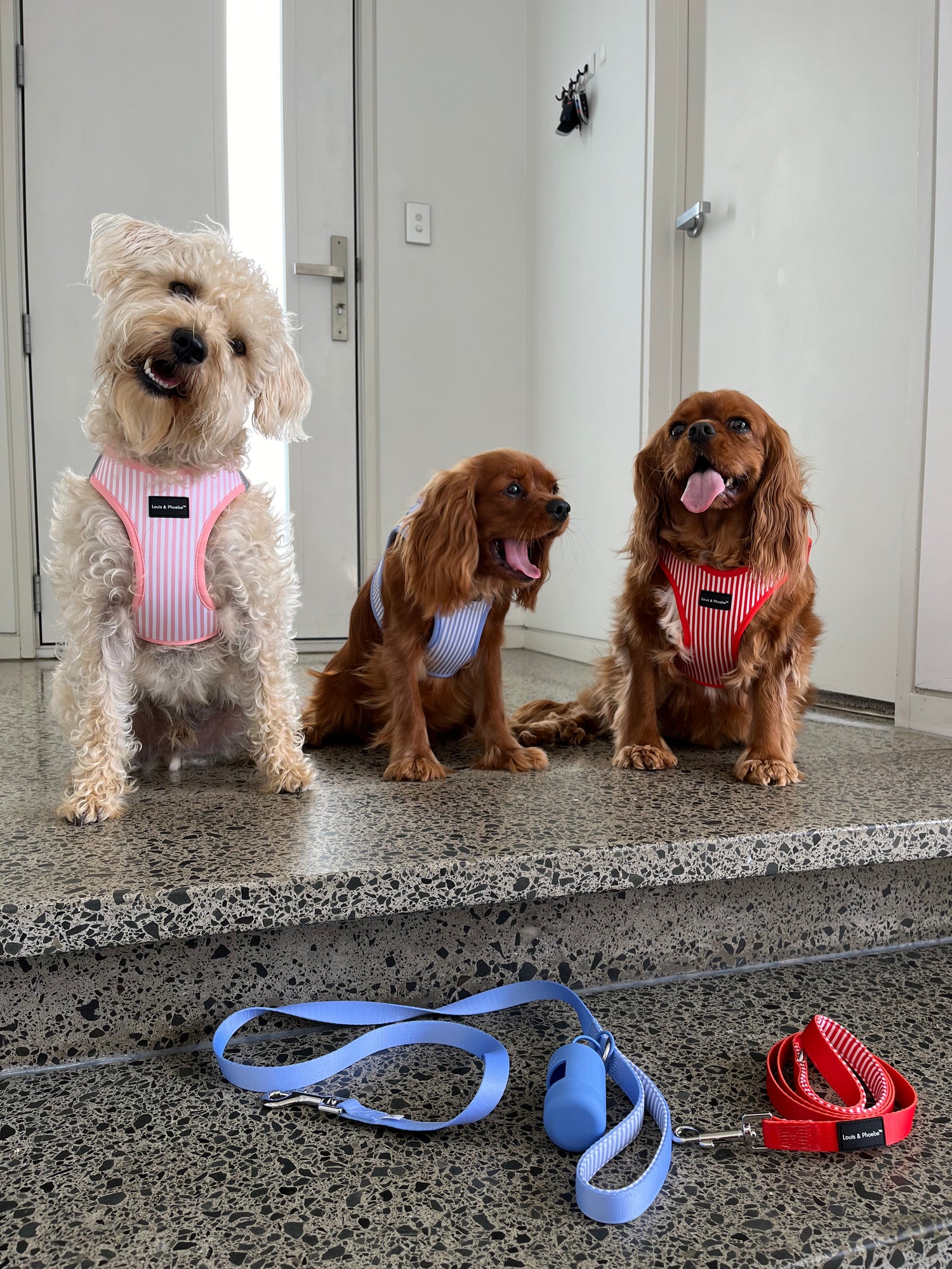 Dogs wearing the Candy Striped dog harnesses.