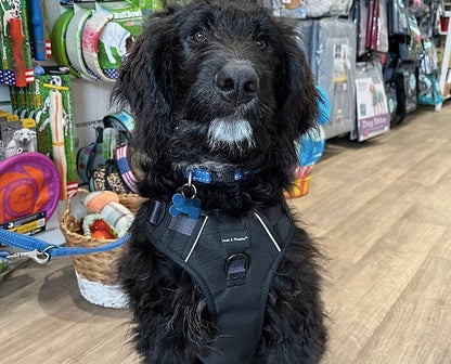 Max wearing size small Flexi-Fit adjustable dog harness.