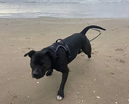 Mini wearing size medium Flexi - Fit harness.