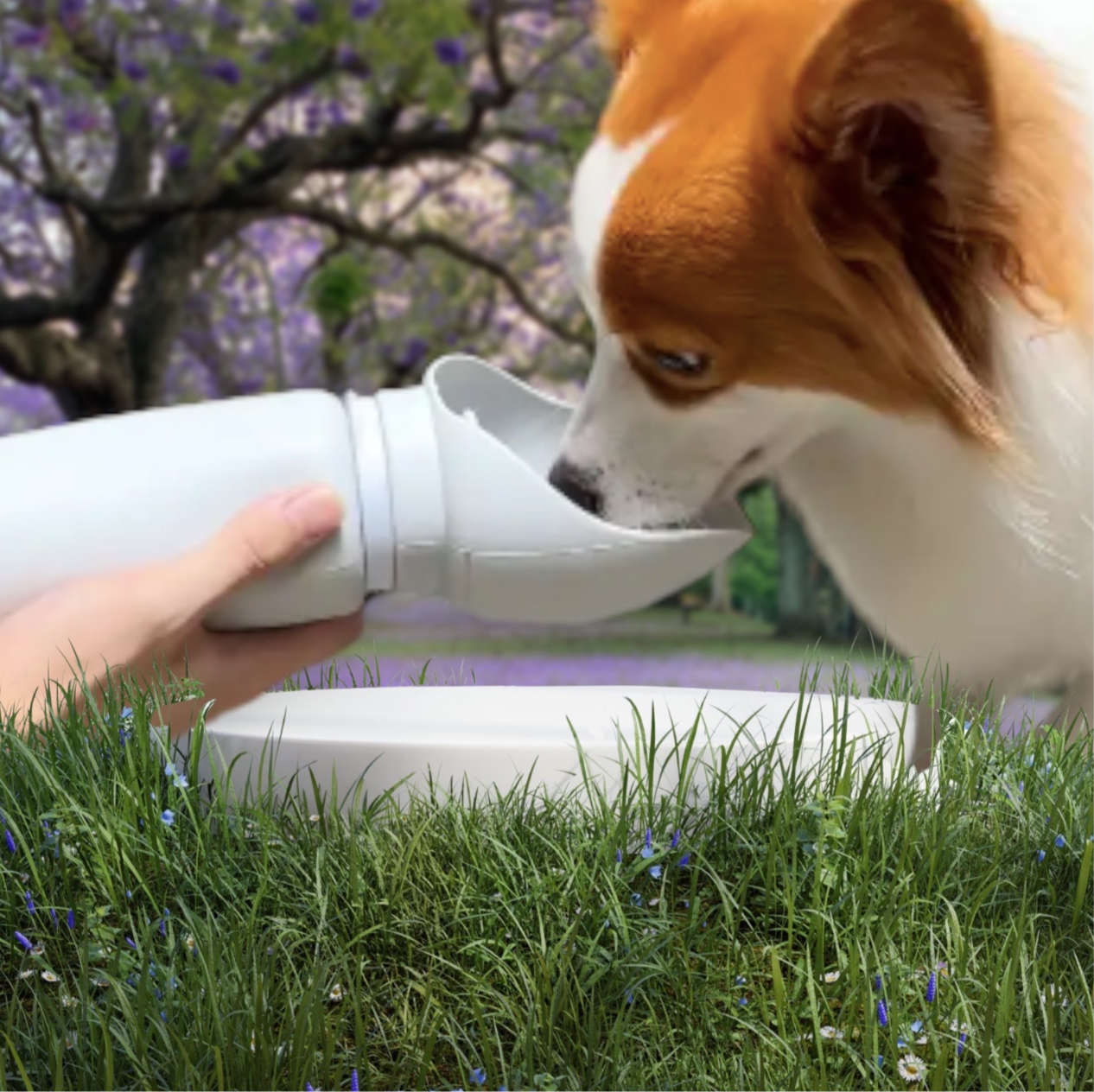 Dog drinking from the foldable dog drink bottle NZ