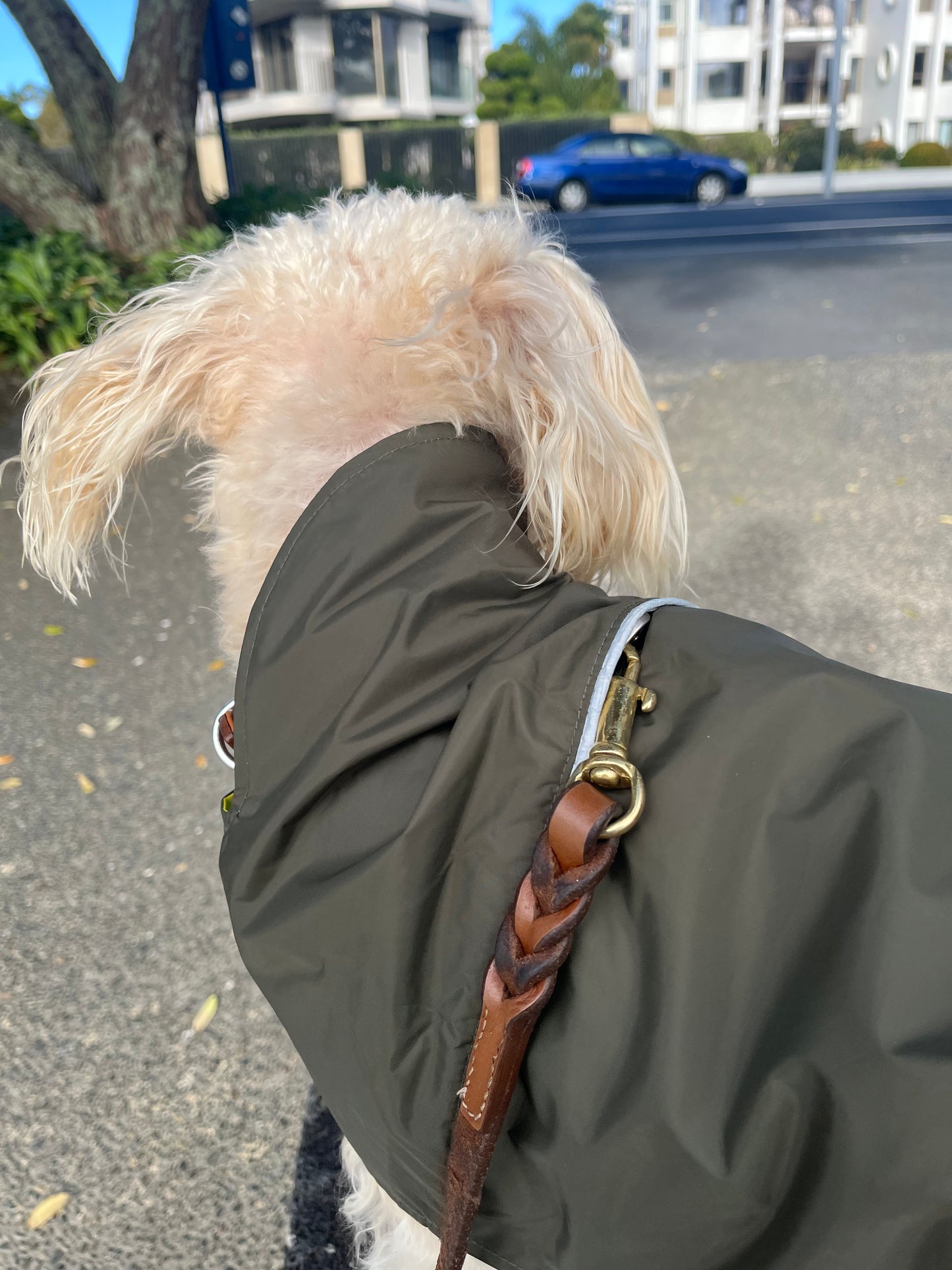Waterproof Reversible Dog Coat New Zealand