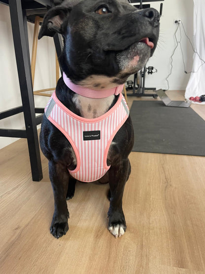 Mini the Staffy wearing XL - Louis and Phoebe Candy Stripe Pink dog harness.