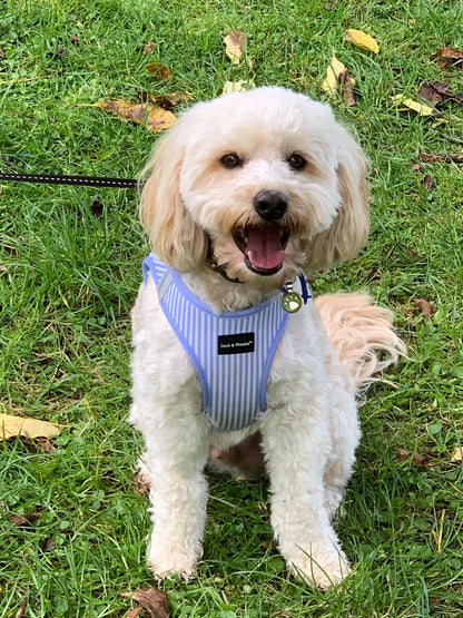 Indy wearing the Candy Striped Blue dog harness size large.  He is 10.5kg.