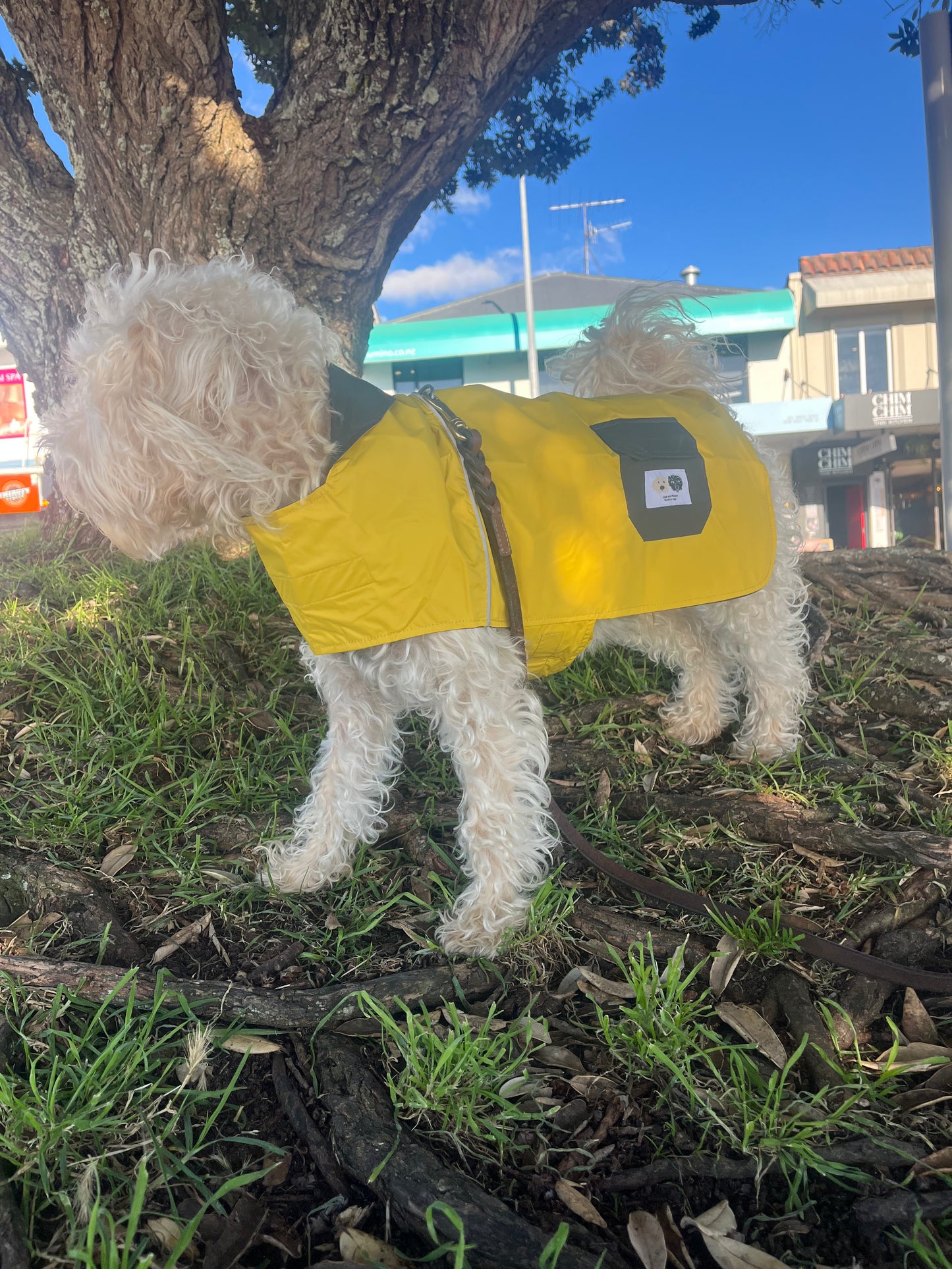 dog raincoat NZ