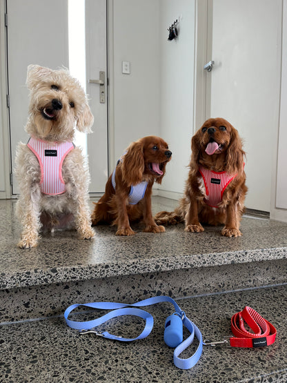 Candy striped dog harnesses NZ