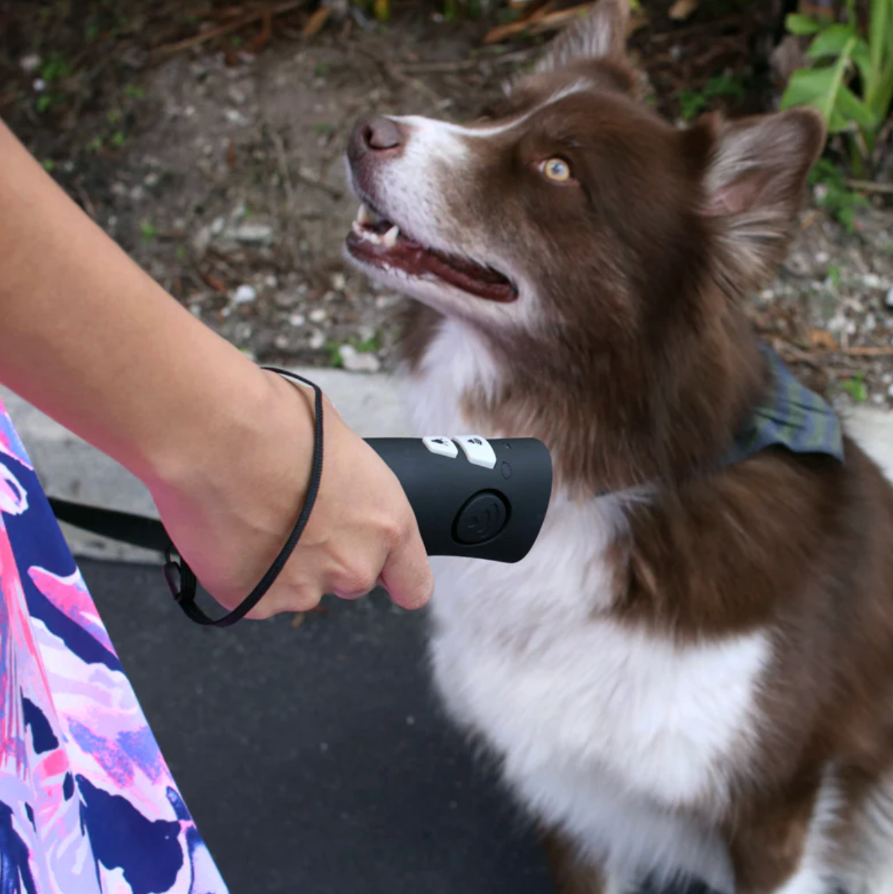 A person using an ultrasonic barking and trainng device n their dog New Zealand