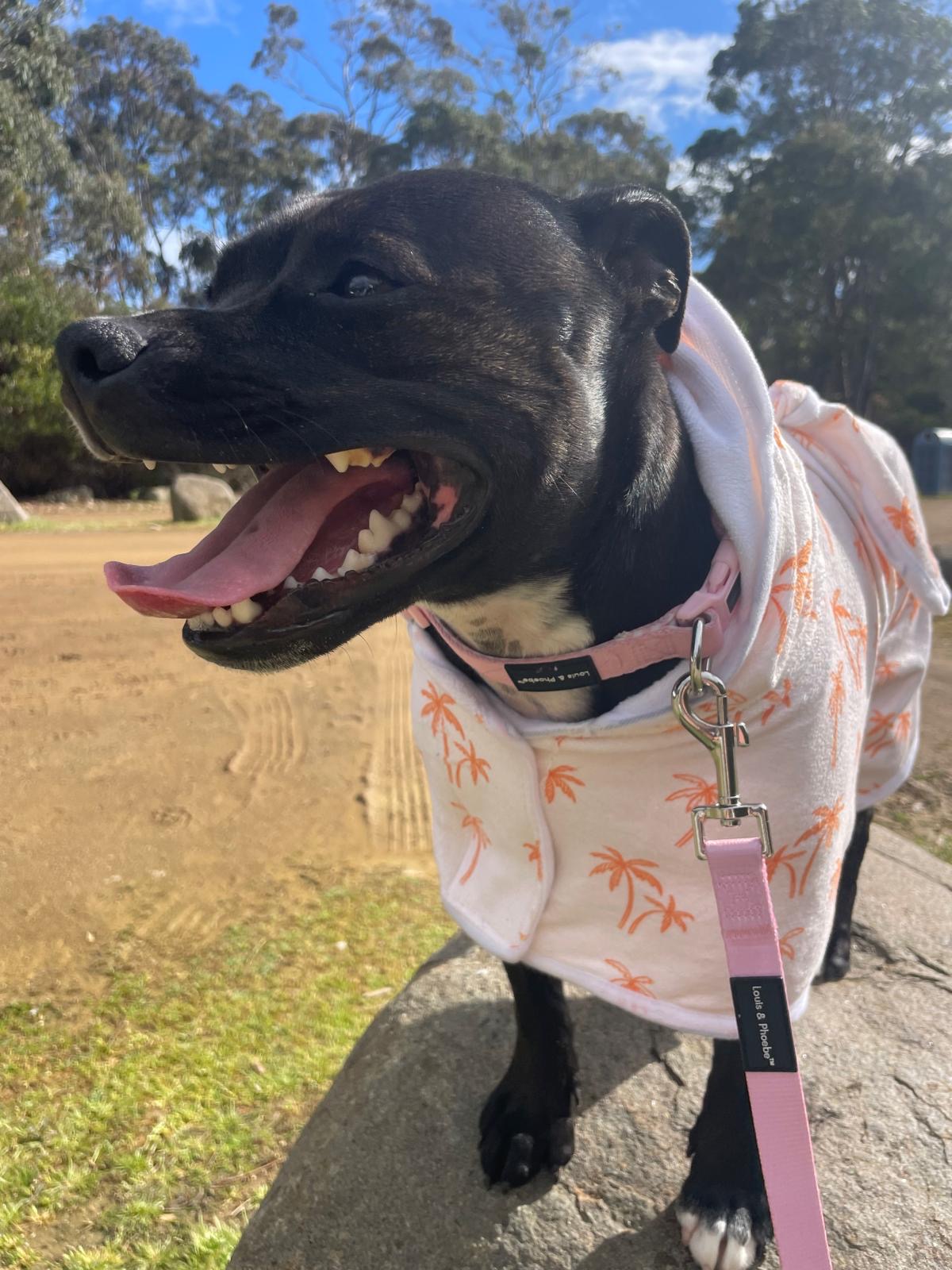 Palm Tree Dog Rope for a staffy New Zealand