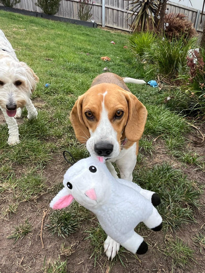 A Beagle playing with the Pals for Paws plush Sheep dog toy in Australia