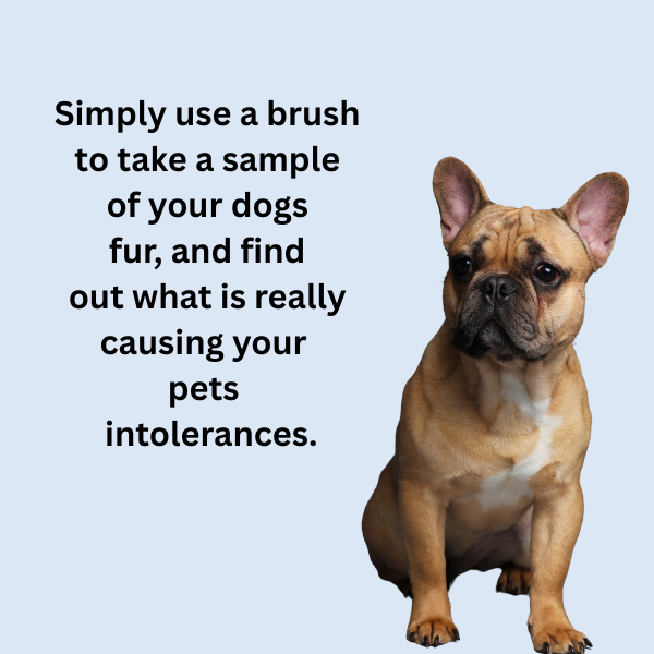 Test Kit for dog with allergies and intolerances New Zealand