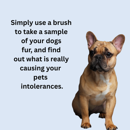 Test Kit for dog with allergies and intolerances New Zealand