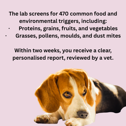 Allergy testing kit for dogs NZ