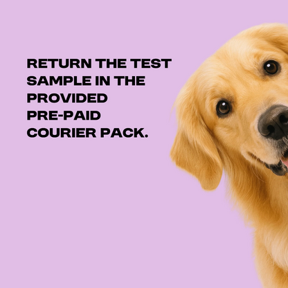 Allergy tests for dogs NZ