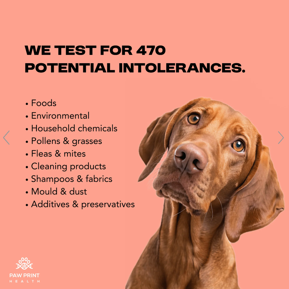Intolerance testing kit for dogs NZ