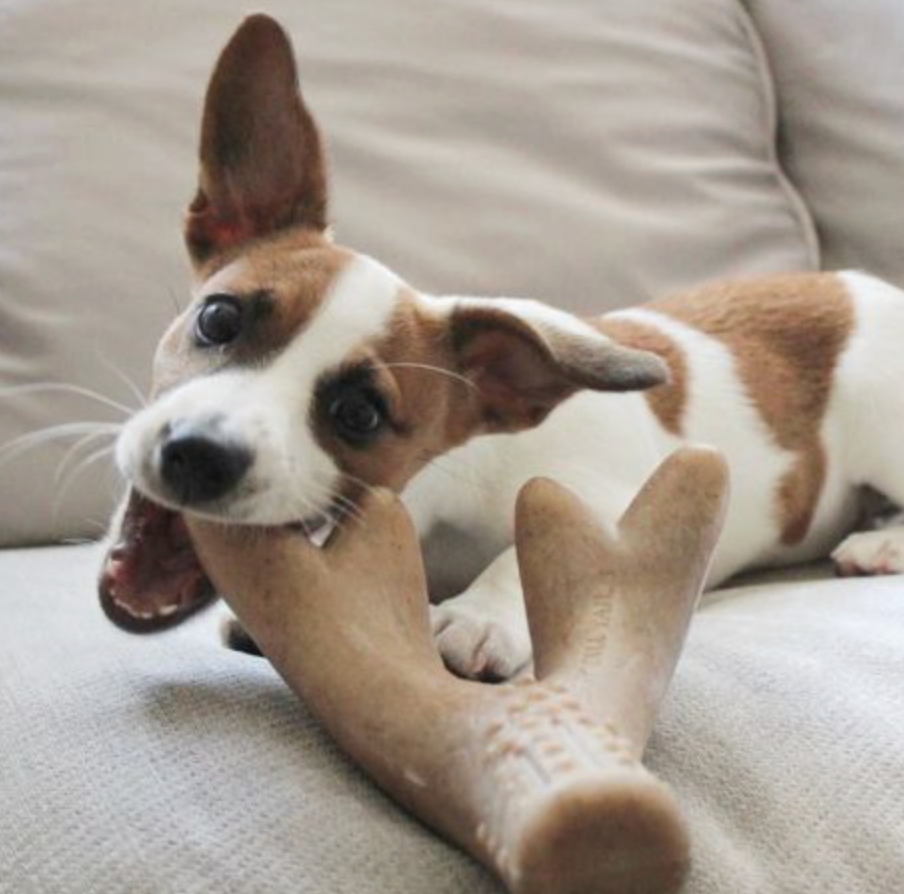 Dog Antler Chew toy peanut butter New Zealand