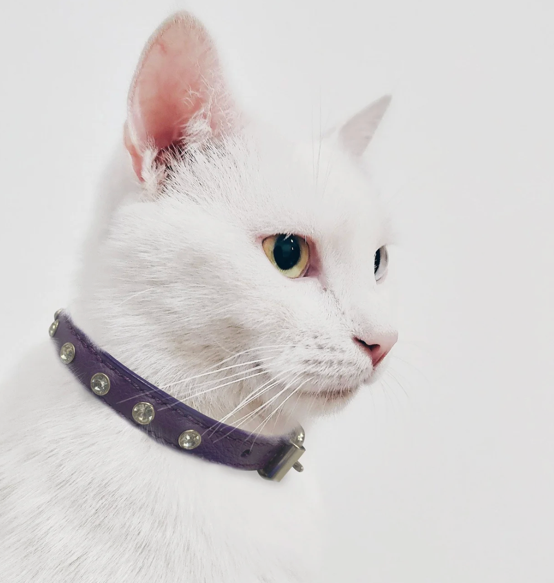 Cat wearing the Replica diamonds Cat collar New Zealand