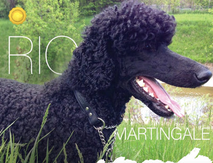 Black poodle shows how the Rio Martingale collar fits