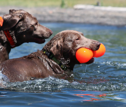 Floating dog toy