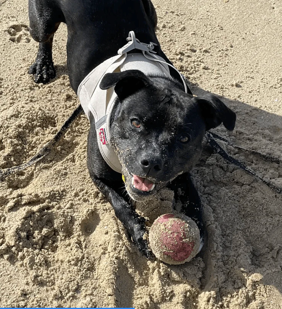 Best dog ball XL NZ