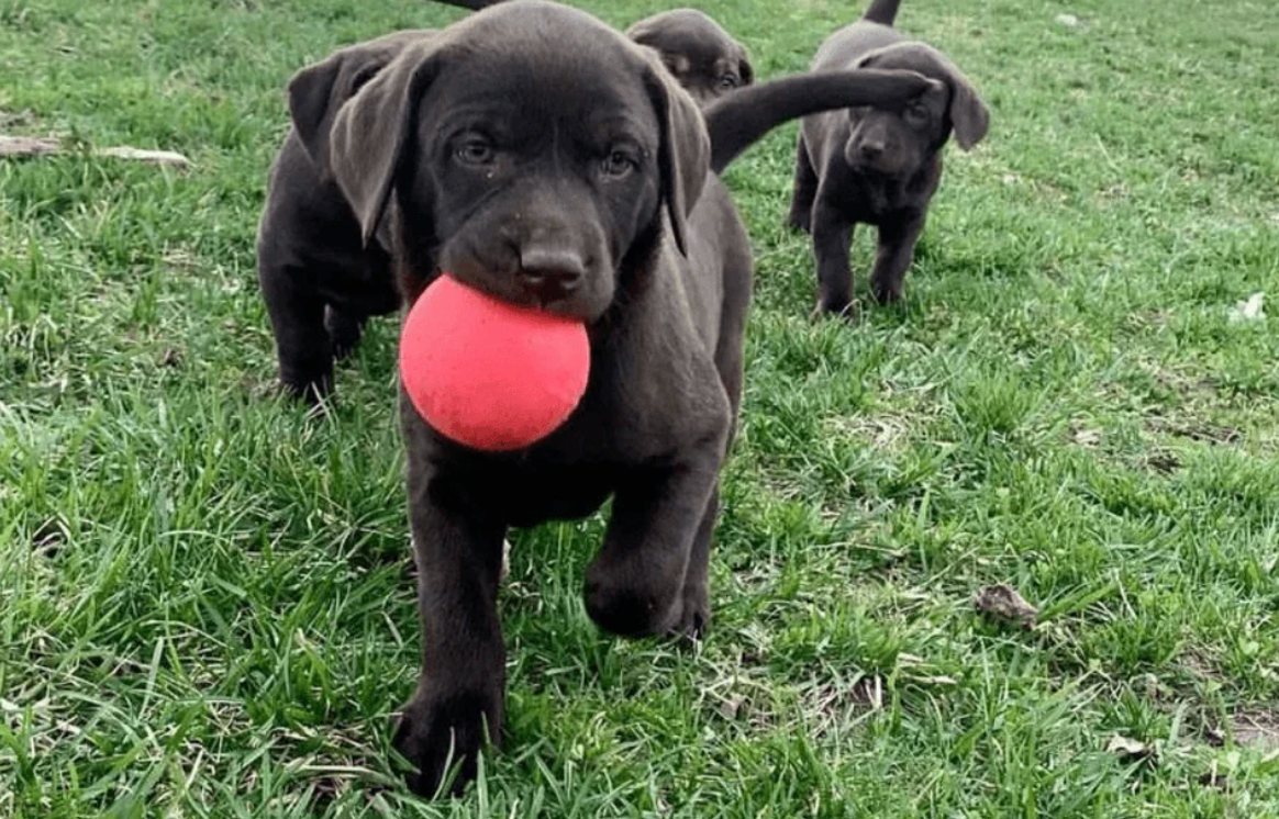 Dog ball for puppies NZ