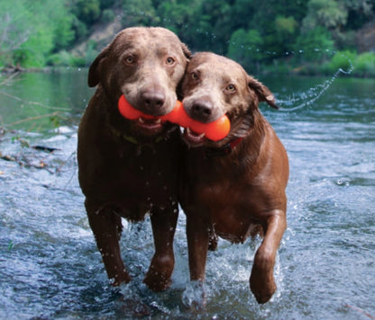 Two labradors are able to share the RuffDawg Dawg Buster XL