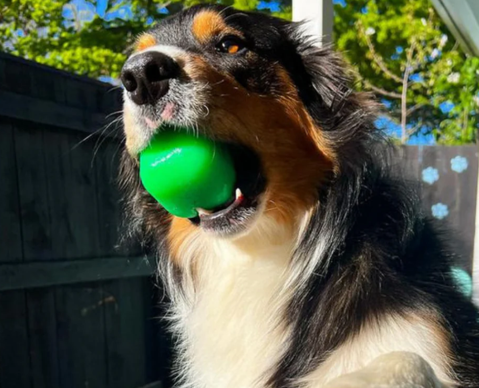Best tough dog toy NZ
