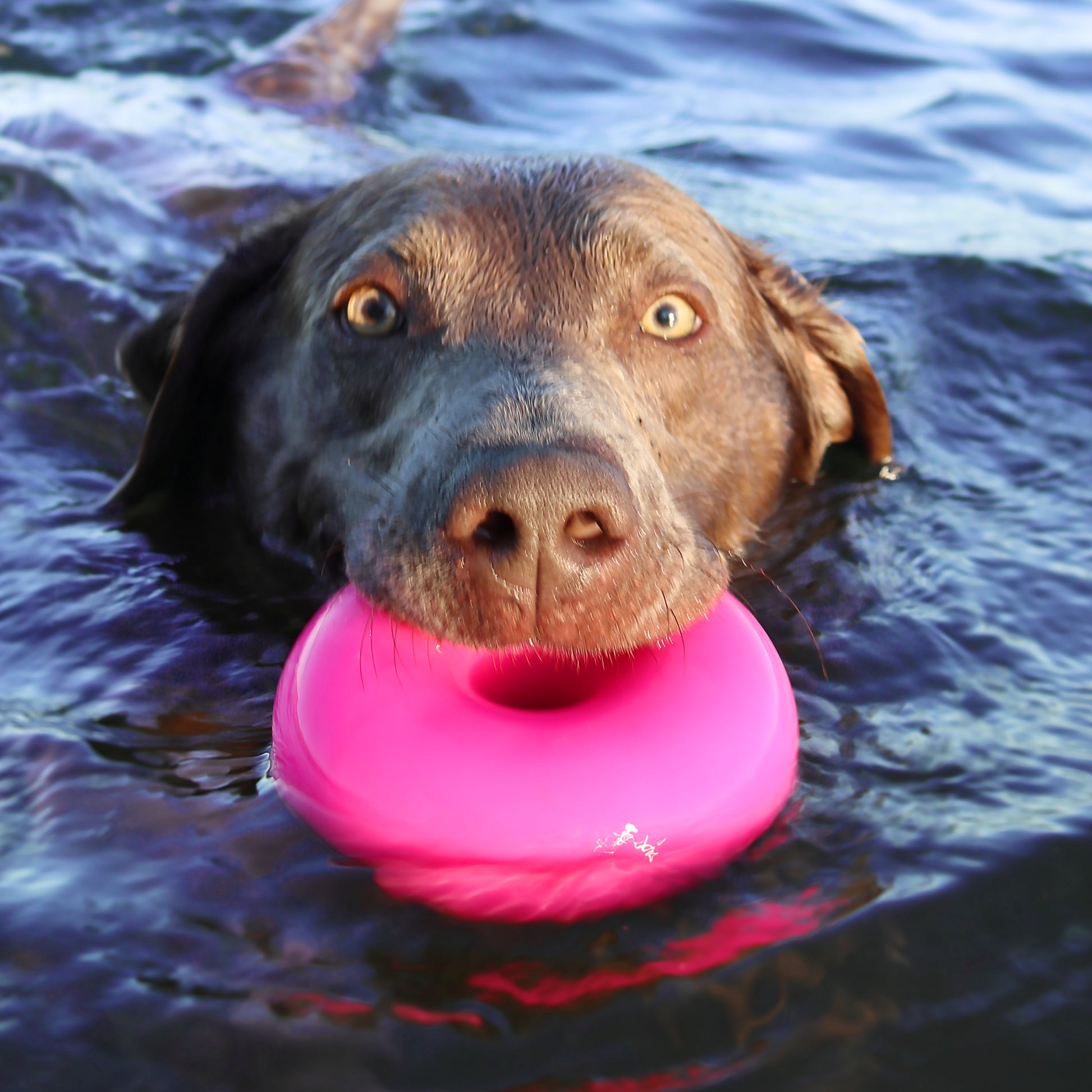 Floating dog toy
