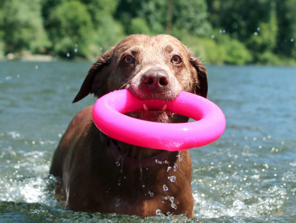 RuffDawg Dog ring NZ