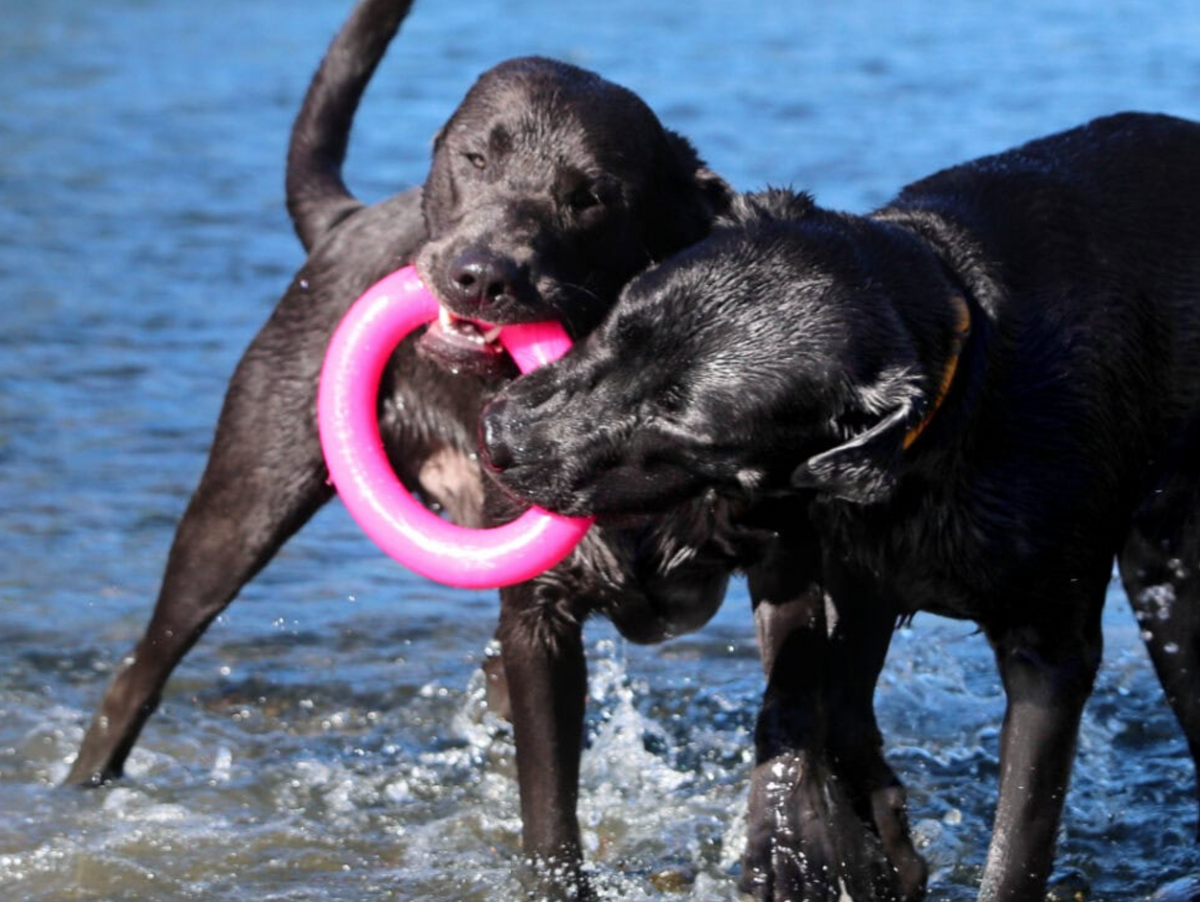 Dog Ring rubber dog toy