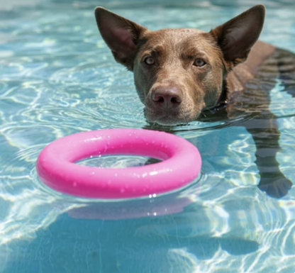 Dog ring dog toy NZ