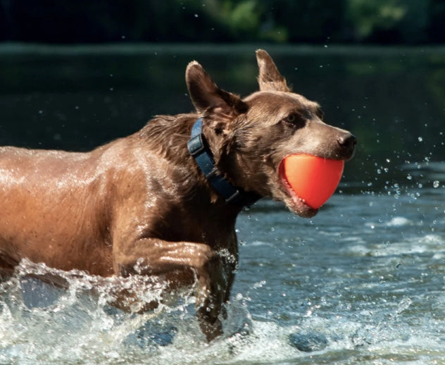 Dog retrieving the Dawg X dog toy