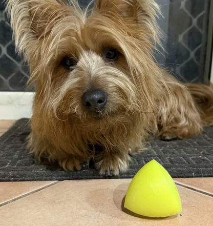 Durable dog toy NZ