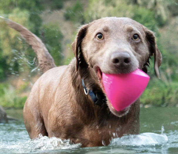 Indestructible dog toy