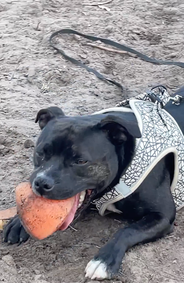 Best fetch dog toy NZ