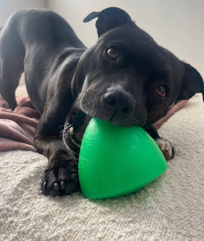 Dog toys for large dogs NZ