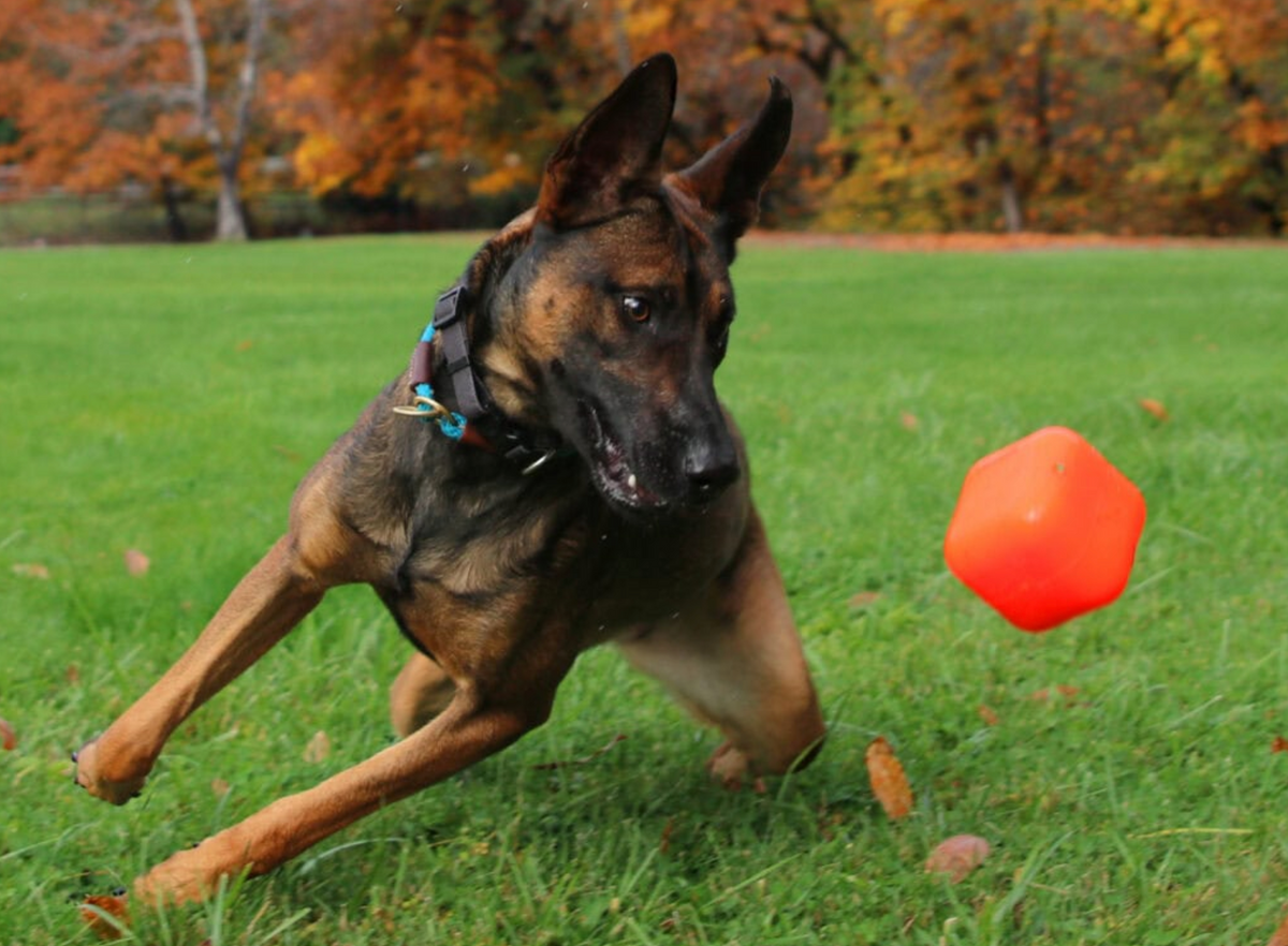Extra tough dog toy NZ
