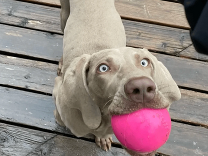 Super tough dog ball NZ