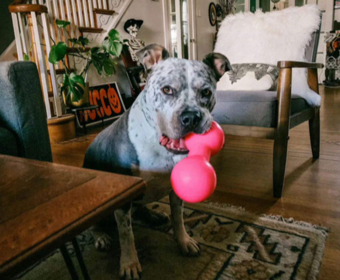 Dumb bell dog toy