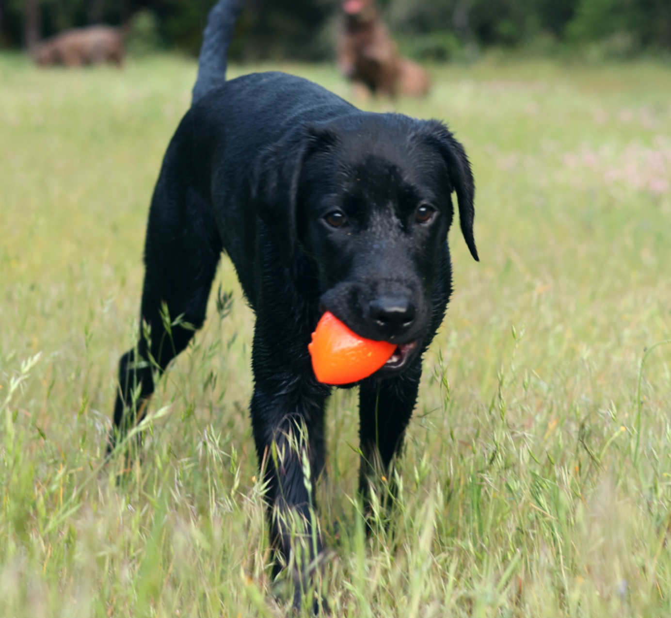 Black Labrador carrying a RuffDawg Football dog toy